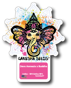 Ganesha Seeds - Deva Amnesia x Buddha Feminisiert 3er Pack