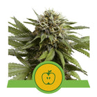 Royal Queen Seeds - Apple Fritter 3er Pack (USA Line / Autoflower)