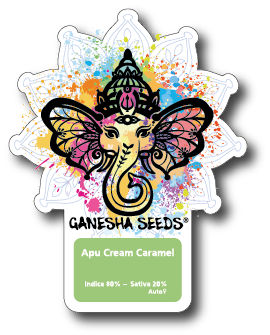 Ganesha Seeds - Apu Cream Caramel Autoflower 3er Pack