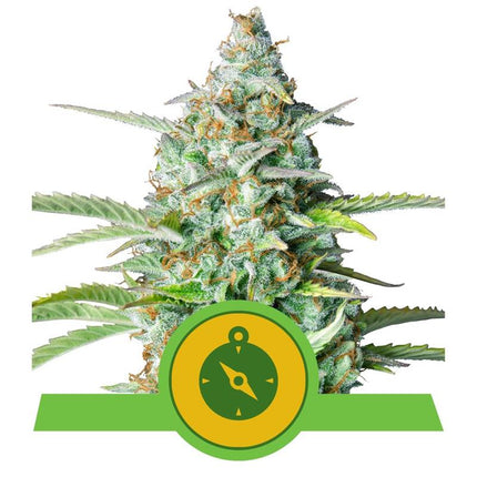 Royal Queen Seeds - Northern Lights Autoflower 3er Pack