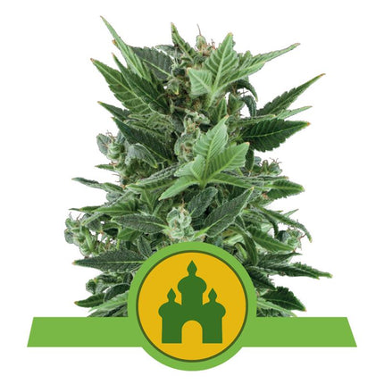 Royal Queen Seeds - Royal Kush Autoflower 3er Pack