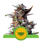 Das Bild eines Buds des Strrains Watermelon von Royal Queen Seeds. 