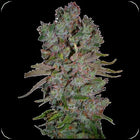 Ganesha Seeds - Deva Blueberry Cheesecake Feminisiert 3er Pack