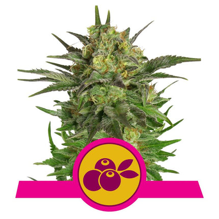 Royal Queen Seeds - Haze Berry (Feminisiert) 3er Pack