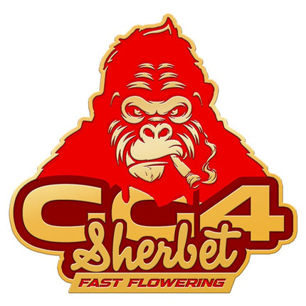 Fast Buds - GG4 Sherbert (Fast Flowering)
