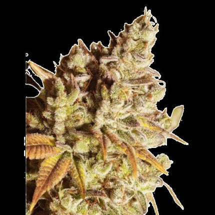 Ganesha Seeds - Deva Gorilla Glue Feminisiert 3er Pack