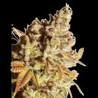 Ganesha Seeds - Deva Gorilla Glue Feminisiert 3er Pack
