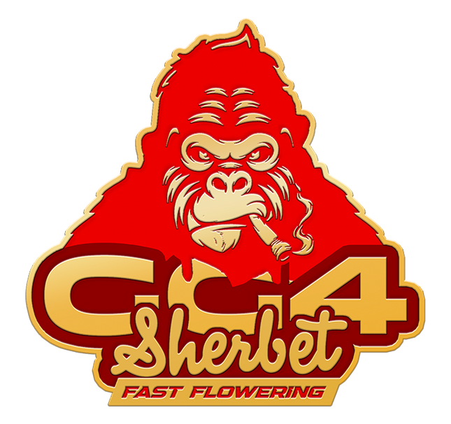 Fast Buds - GG4 Sherbert (Fast Flowering)