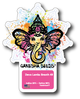 Ganesha Seeds - Deva Lambs Breath x #49 Feminisiert 3er Pack