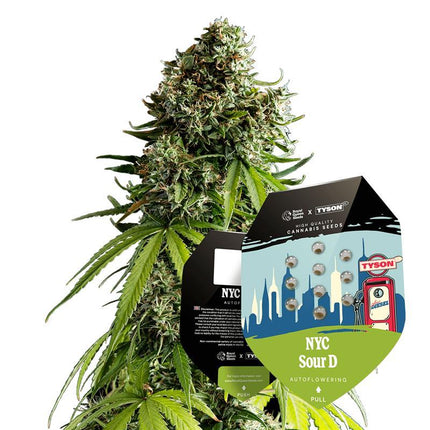 Tyson Seeds - NYC Sour D Autoflower 3er Pack