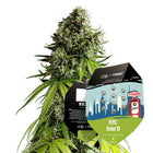 Tyson Seeds - NYC Sour D Autoflower 3er Pack
