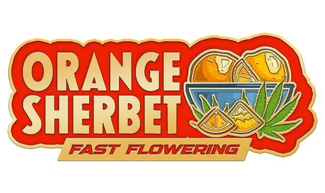 Fast Buds - Orange Sherbet (Fast Flowering)
