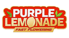Fast Buds - Purple Lemonade (Fast Flowering)