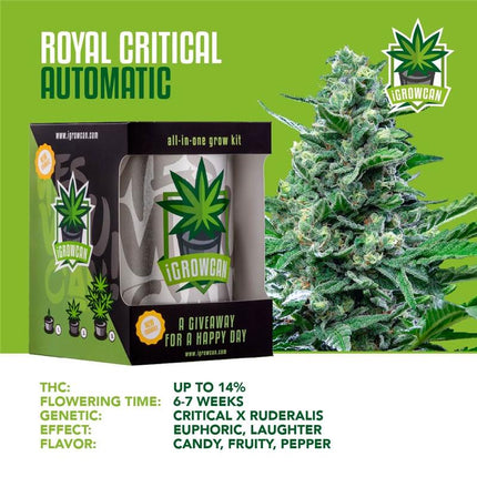 IGrowCan Autoflower Set - Royal Critical