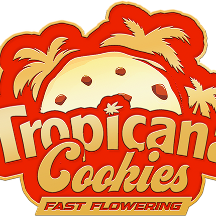 Fast Buds - Tropicana Cookies (Fast Flowering)