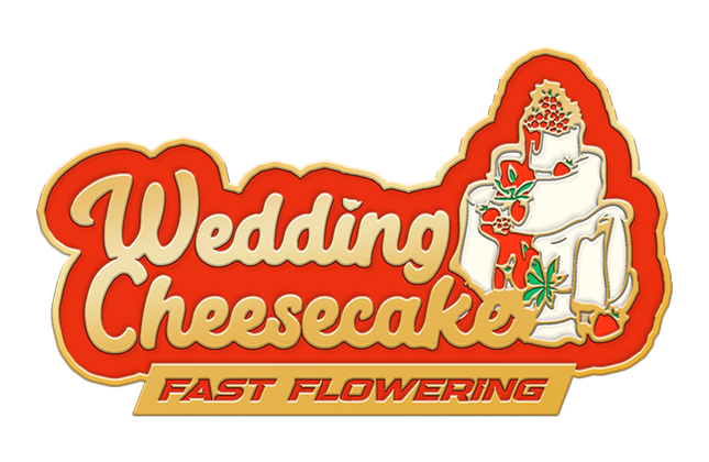 Fast Buds - Wedding Cheesecake (Fast Flowering)