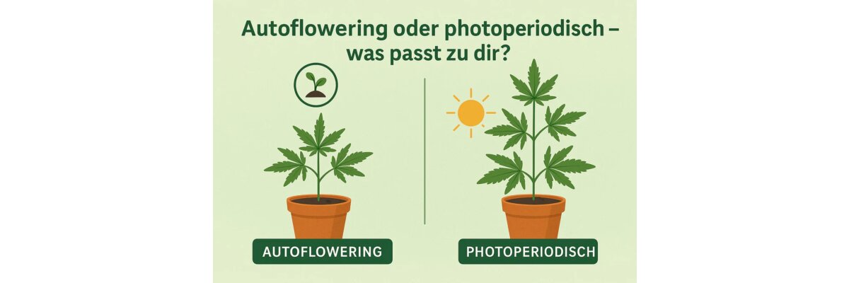 Photoperiodische vs. Autoflowering Cannabis – Ein Vergleich - Photoperiodische vs. Autoflowering Cannabis: Unterschiede, Vor- und Nachteile | Blubberhaus.de