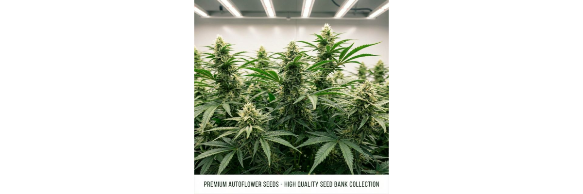 Fast Buds Samen Guide 2026: Die besten Autoflower-Sorten für jeden Grower - Fast Buds Samen Guide 2026 | Die besten Autoflower-Sorten im Vergleich - Blubberhaus