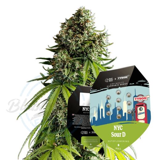 Tyson Seeds - NYC Sour D Autoflower 3er Pack