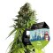Tyson Seeds - NYC Sour D Autoflower 3er Pack