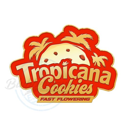 Fast Buds - Tropicana Cookies (Fast Flowering) 1 Stück