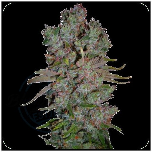 Ganesha Seeds - Deva Blueberry Cheesecake Feminisiert 3er Pack