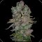 Ganesha Seeds - Deva Blueberry Cheesecake Feminisiert 3er Pack
