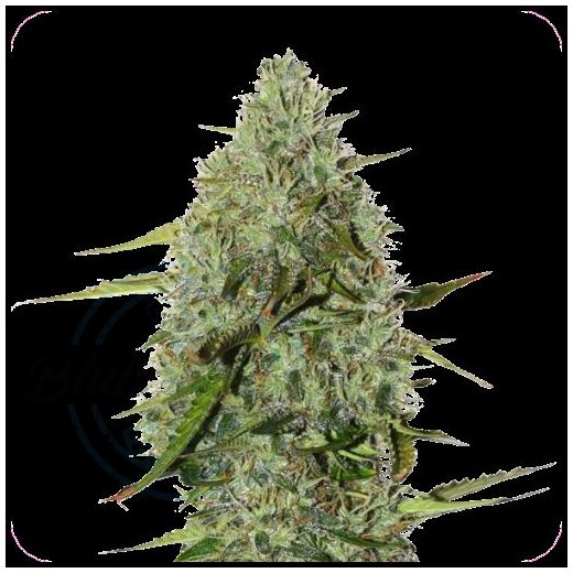 Ganesha Seeds - Deva Amnesia OG Feminisiert 3er Pack