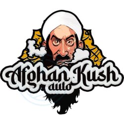Fast Buds - Original Afghan Kush (Autoflower) 1 Stück
