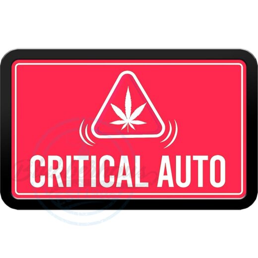 Fast Buds - Original Critical (Autoflower) 3er Pack